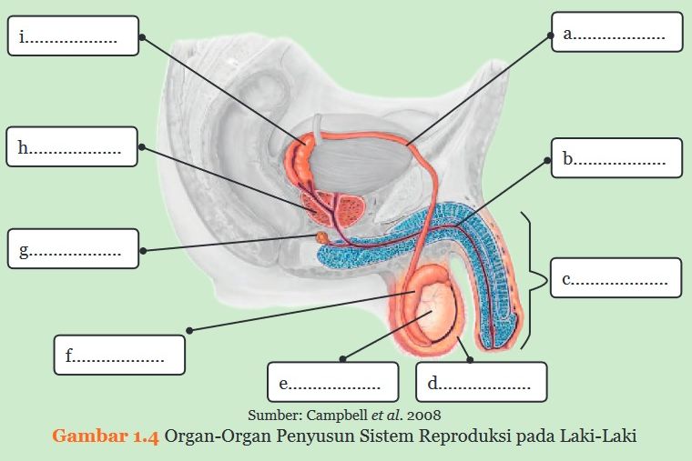 Gambar 1.4 Organ-organ Penyusun Sistem Reproduksi pada Laki-laki, halaman 8 Buku Teks IPA Kelas 9 SMP MTs Kurikulum 2013.