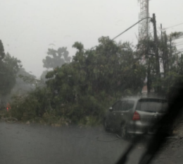 Pohon tumbang dilaporkan terjadi di Jalan Padjadjaran, Kota Bandung, Rabu 10 November 2021