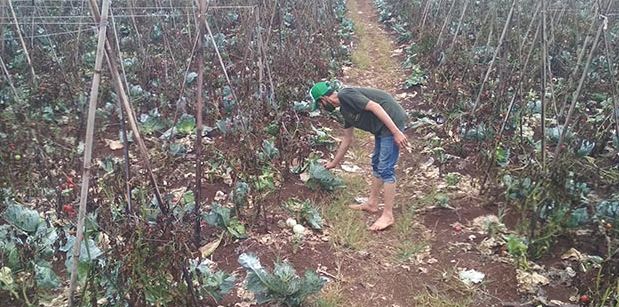 harga sayuran anjlok petani pasrah dan