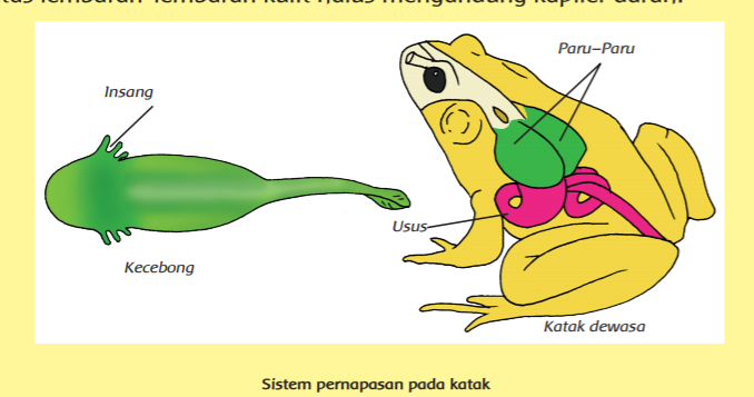 Kunci Jawaban Tema 2 Kelas 5 Halaman 12 Perbedaan Organ Pernafasan