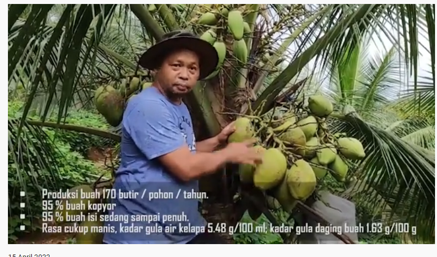 Kelapa Kopyor Hijau Cungap Merah UMP Lolos Uji Pelepasan Varietas dari Kementan