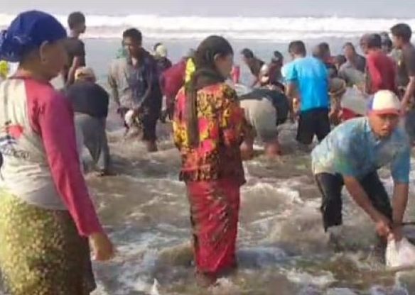 Warga berebut daging ikan paus yang terdampar di di Pantai Cicalengka Desa Talagasari Kecamatan Sindangbarang, Kabupaten Cianjur, Jumat 8 September 2023.