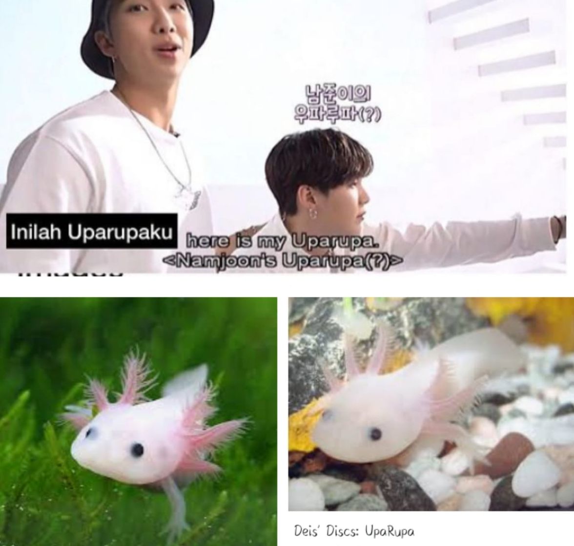 Setelah Kucing dan Batu, Kini Yoongi Disamakan dengan Ikan Uparupa oleh  RM BTS