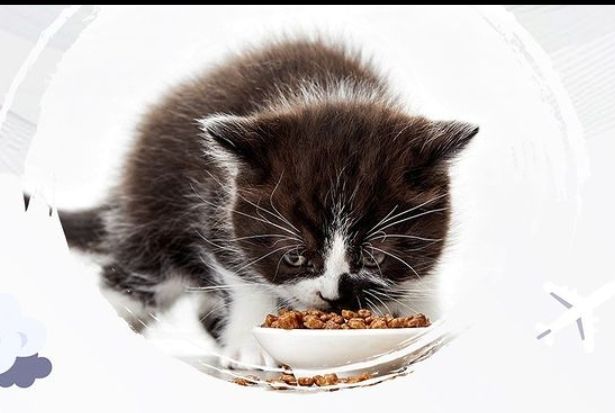 5 Rekomendasi Makanan Kucing yang Murah dan Ampuh Tambah Gizi, Dari Harga 20 Ribu!