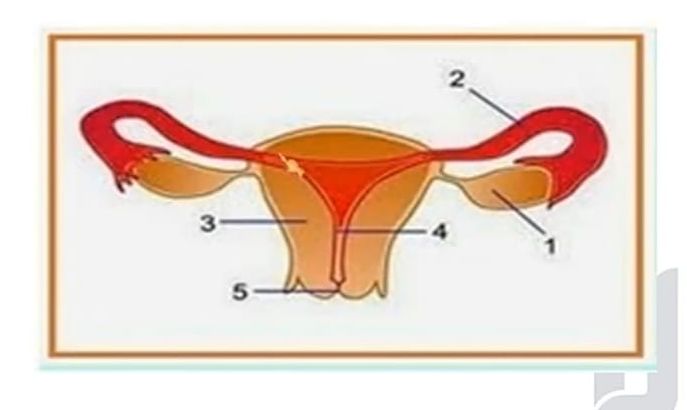 Ilustrasi alat reproduksi wanita