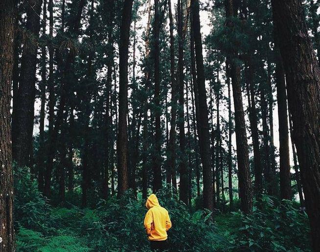 hutan pinus argalingga/Instagram/@aboutcirebonid