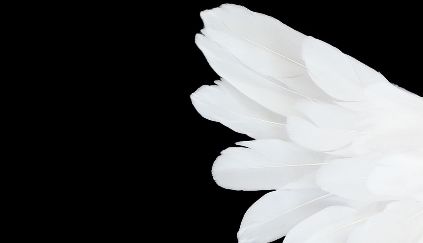 Ilustrasi sayap Jibril.