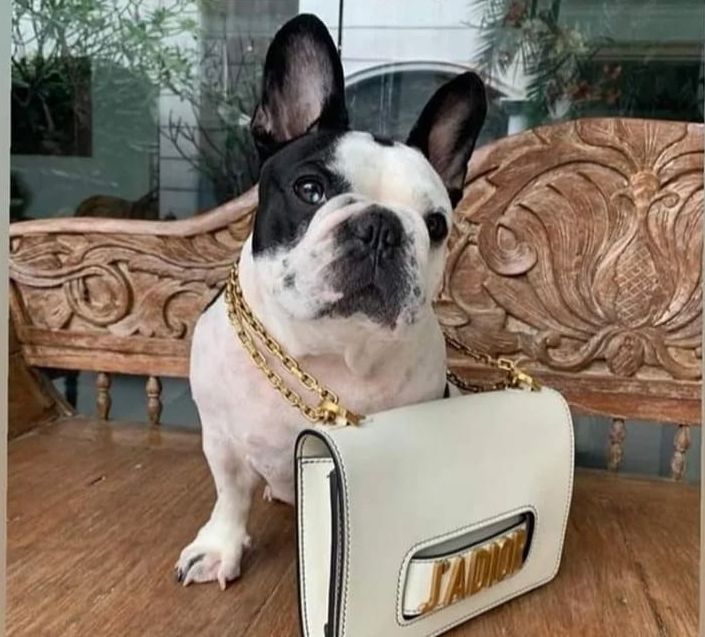 Pablo anjing peliharaan ibunda Mario  Dendy Tengah Berpose Mengenakan tas Christian Dior