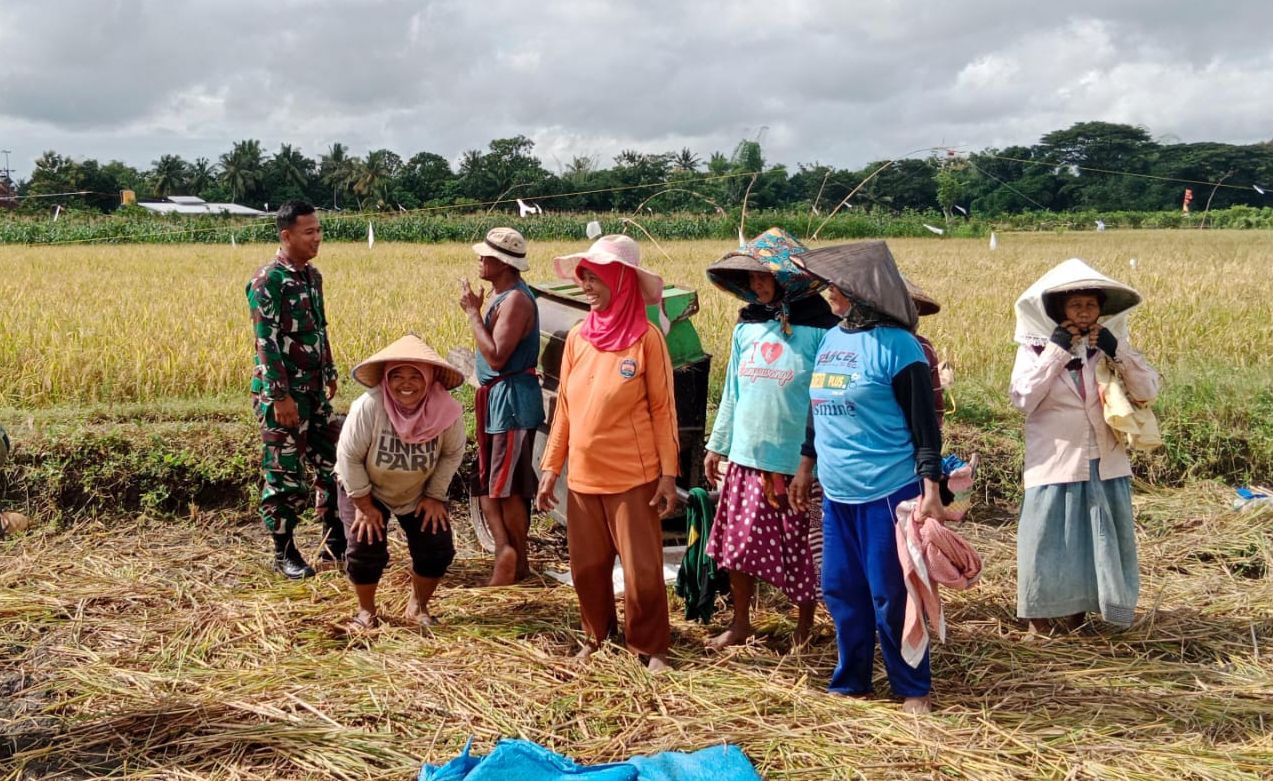 Sukseskan Program Swasembada Pangan, Babinsa Sembulung Dampingi Petani ...