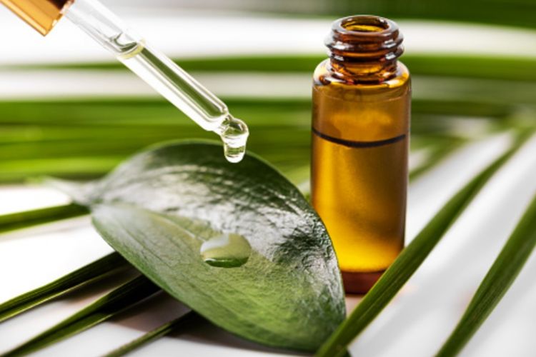 How to treat a cough with eucalyptus oil, see the benefits