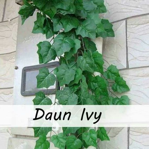   Daun Ivi atau English Ivy
