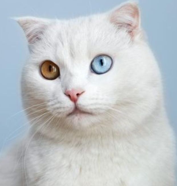 Ilustrasi kucing Odd Aye atau memiliki warna mata berbeda