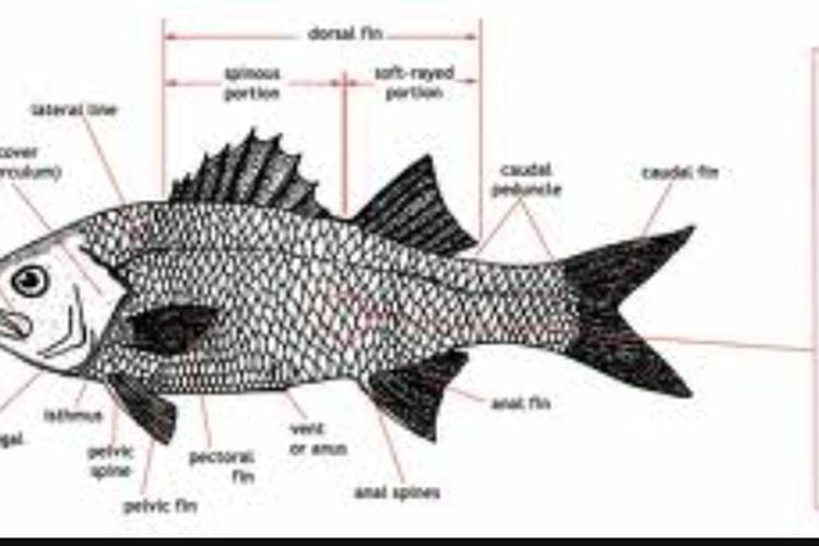 Apa Fungsi Sirip Ekor Dan Gurat Sisi Pada Ikan Berikut Penjelasannya Berita Kbb