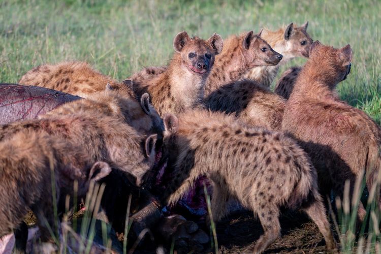 Ternyata Daging Hewan Hyena Halal Untuk Dikonsumsi Deskjabar