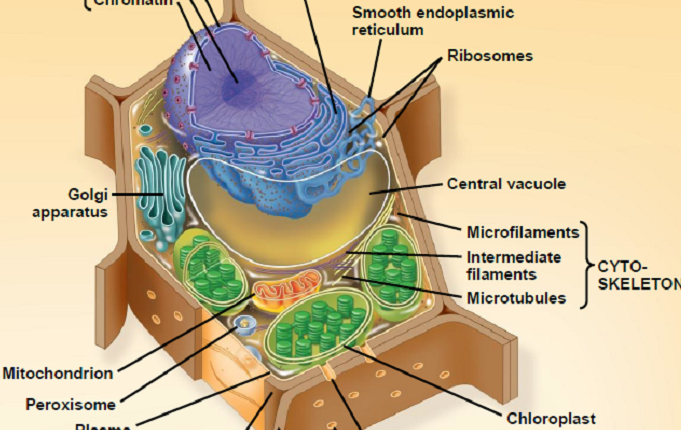 Sel Sel Tumbuhan Dan Fungsinya Hardware Imagesee 