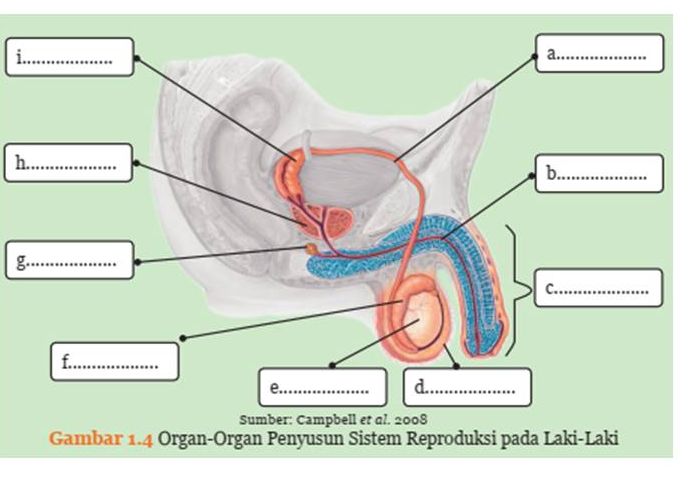 Berikut adalah pembahasan kunci jawaban IPA kelas 9 SMP MTs halaman 8 Aktivitas 1.1 organ-organ penyusun sistem reproduksi pada Laki-laki, terlengkap 2022.