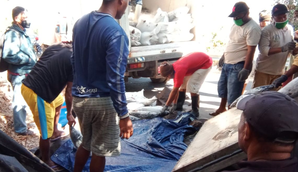 Beberapa orang warga yang membantu untuk memindahkan ikan ke mobil yang lain untuk dibawa ke Maumere, Kabupaten Sikka.