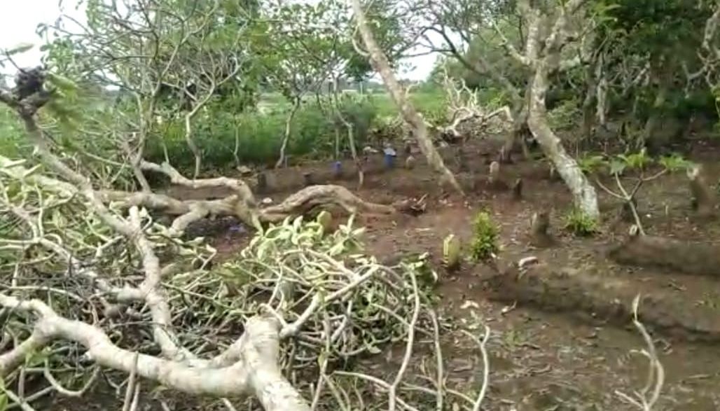aktivitas penebangan pohon Kamboja di area makam Dawa menuai tanggapan dari sejumlah tokoh agama
