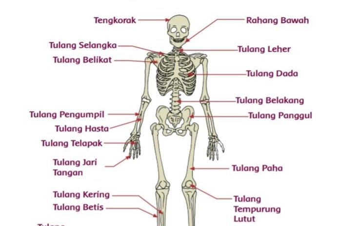 Jelaskan mengapa tulang disebut sebagai alat gerak pasif sedangkan otot alat gerak aktif