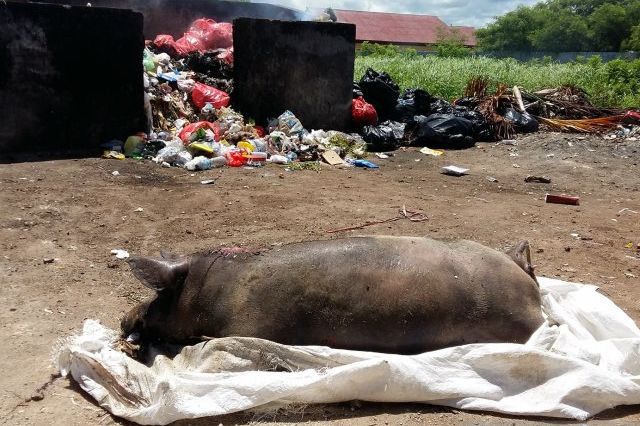 Satu di antara babi yang mati akibat virus ASF, dibuang warga di tempat pembuangan sampah sementara di kawasan Penfui, Kota Kupang, NTT akhir Februari 2020.*