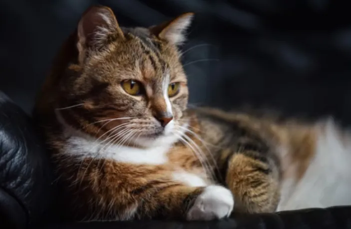 Populasi Kucing Makin Meningkat di Bandung, Dinas Peternakan Kota ...