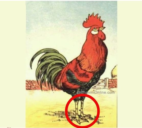 Tes IQ, tes fokus dan seberapa jeli mata kamu untuk dapat menemukan keanehan pada gambar ayam berikut ini, jika kamu berhasil dalam waktu kurang dari 10 detik maka kamu layak disebut jenius