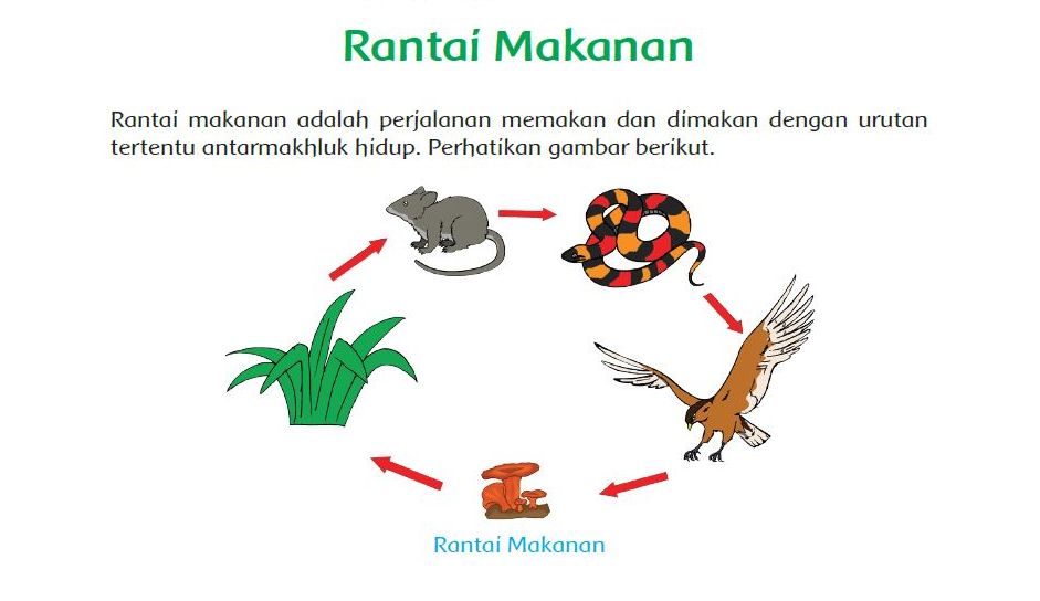 Apa Peran Penting Produsen, Konsumen, Dan Pengurai Dalam Rantai Makanan ...