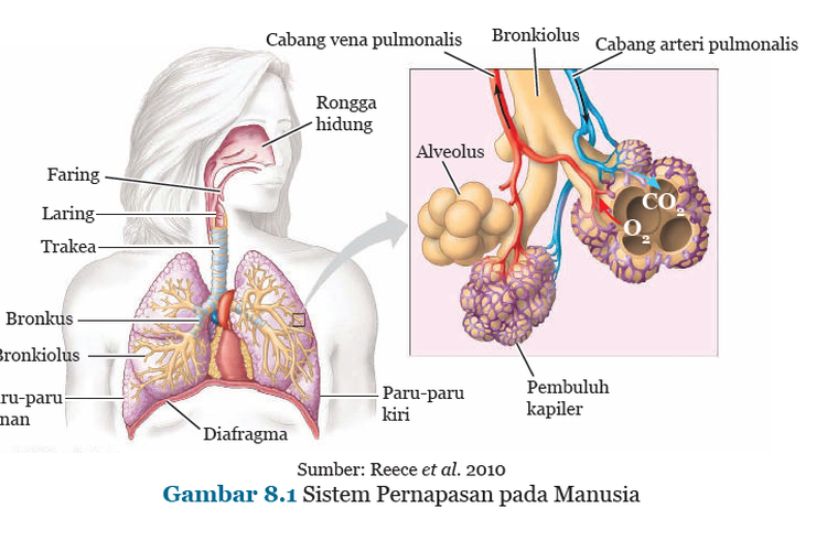 Arteri pulmonalis ditunjukkan oleh nomor