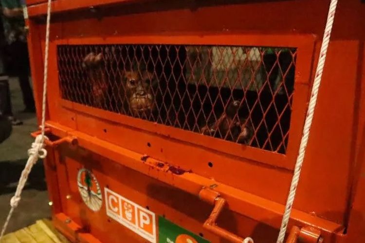 Malangnya Astuti, Nyaris Dijual ke Filipina dan Terpisah dari Orangtuanya