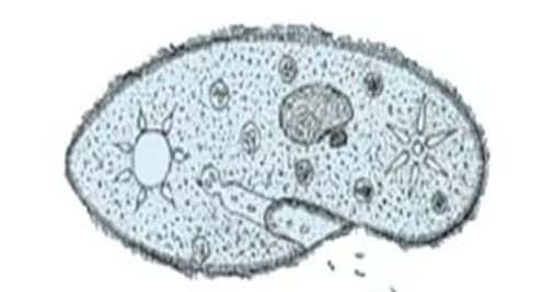 Ilustrasi kelas ciliata