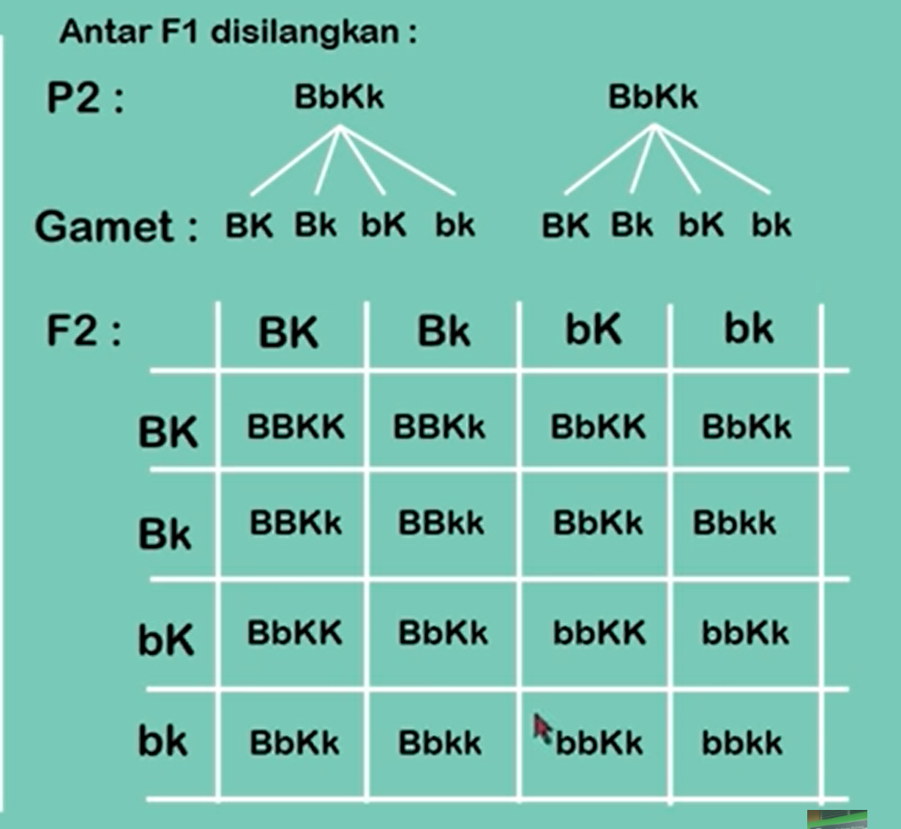 Pewarisan Sifat Iii Hukum Mendel Persilangan Dihibrid Dilengkapi Contoh