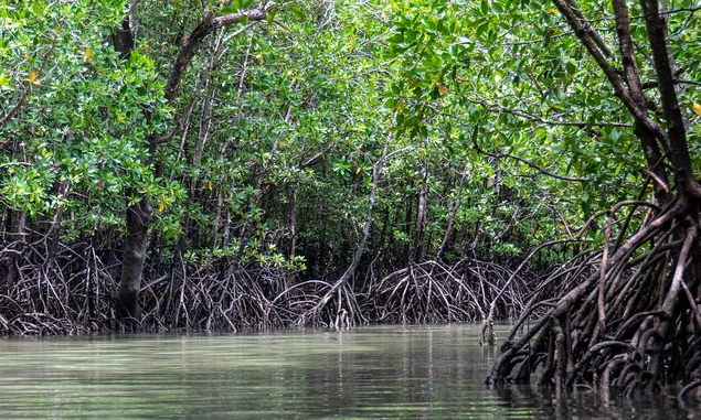 8 Fakta Hutan Mangrove, Sumber Makanan bagi Biota Laut dan Darat