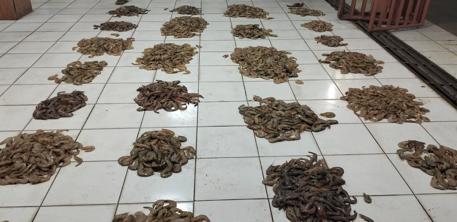 Ikan hasil tangkapan nelayan yang dijual di tempat pelelangan ikan PPI Cikidang Pangandaran, Rabu 24 Januari 2024.