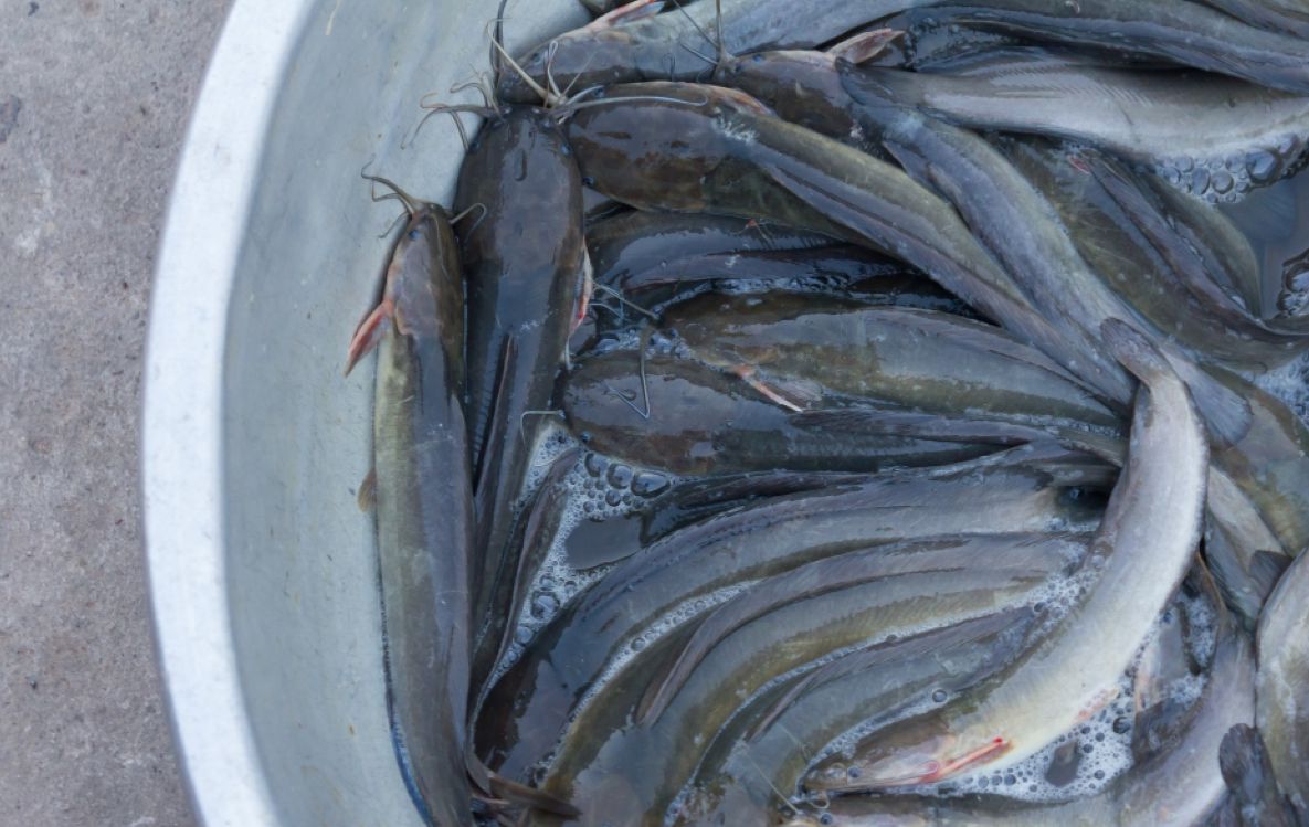 Ilustrasi - Rahasia 7 Umpan Ikan Lele yang Susah Makan di Malam Hari Dijamin Ampuh