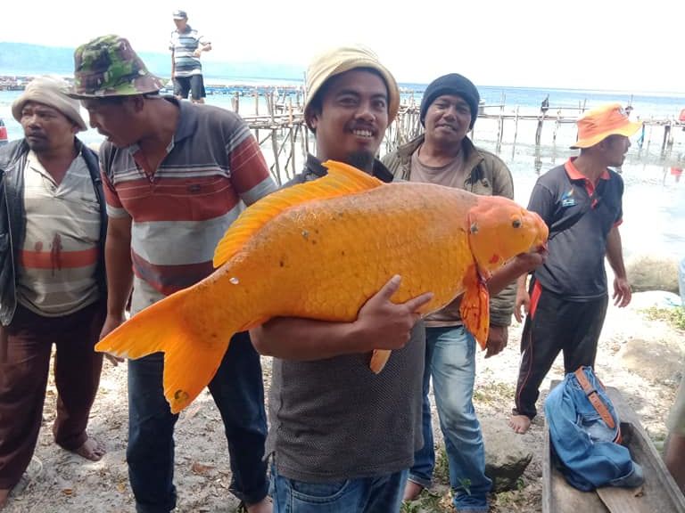 Ikan mas seberat 15 kg yang ditangkap di Danau Toba.