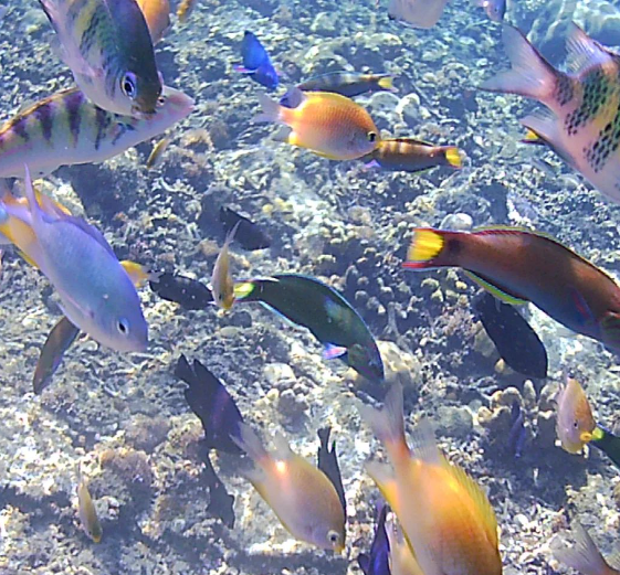 Keindahan Wisata Alam Dunia Bawah Laut Pulau Samalona