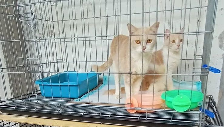 Bahaya! 7 Makanan Ini Bisa Sebabkan Kucing Terkena Penyakit Bahkan 