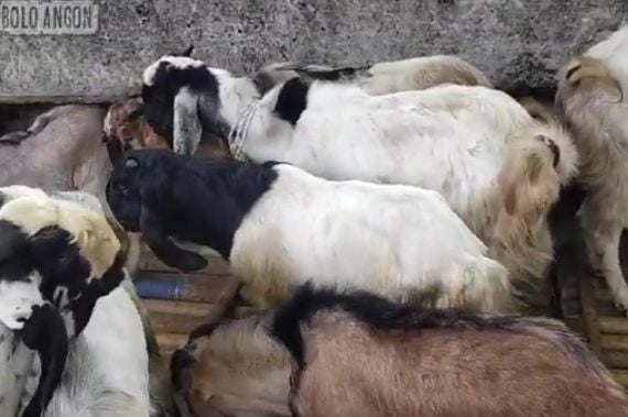 peternakan kambing kurban di cimahi