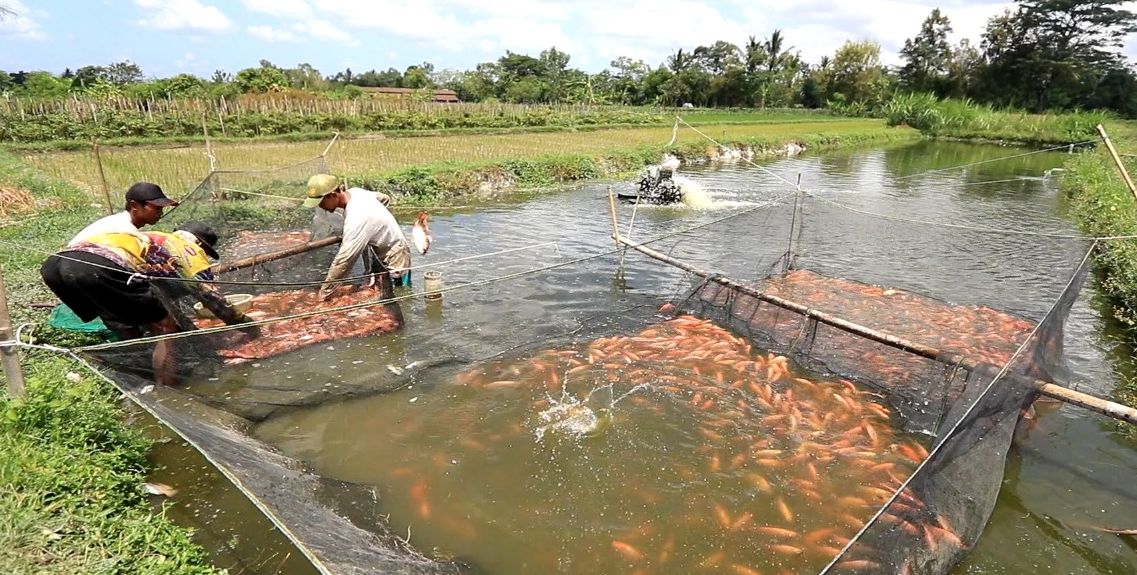 Ilustrasi - Para pensiunan bisa mencoba membudidayakan ikan mas, nila, atau ikan hias di kolam halaman rumah.