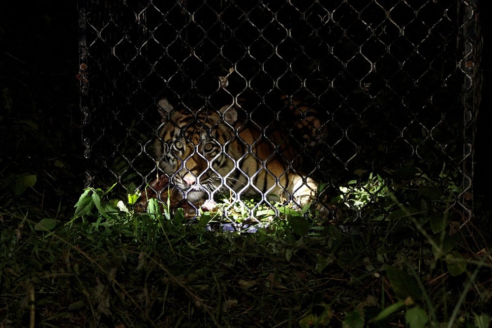 Harimau Sumatra liar yang diberi nama Ida berada di dalam kerangkeng di kawasan Conservation Respon 
