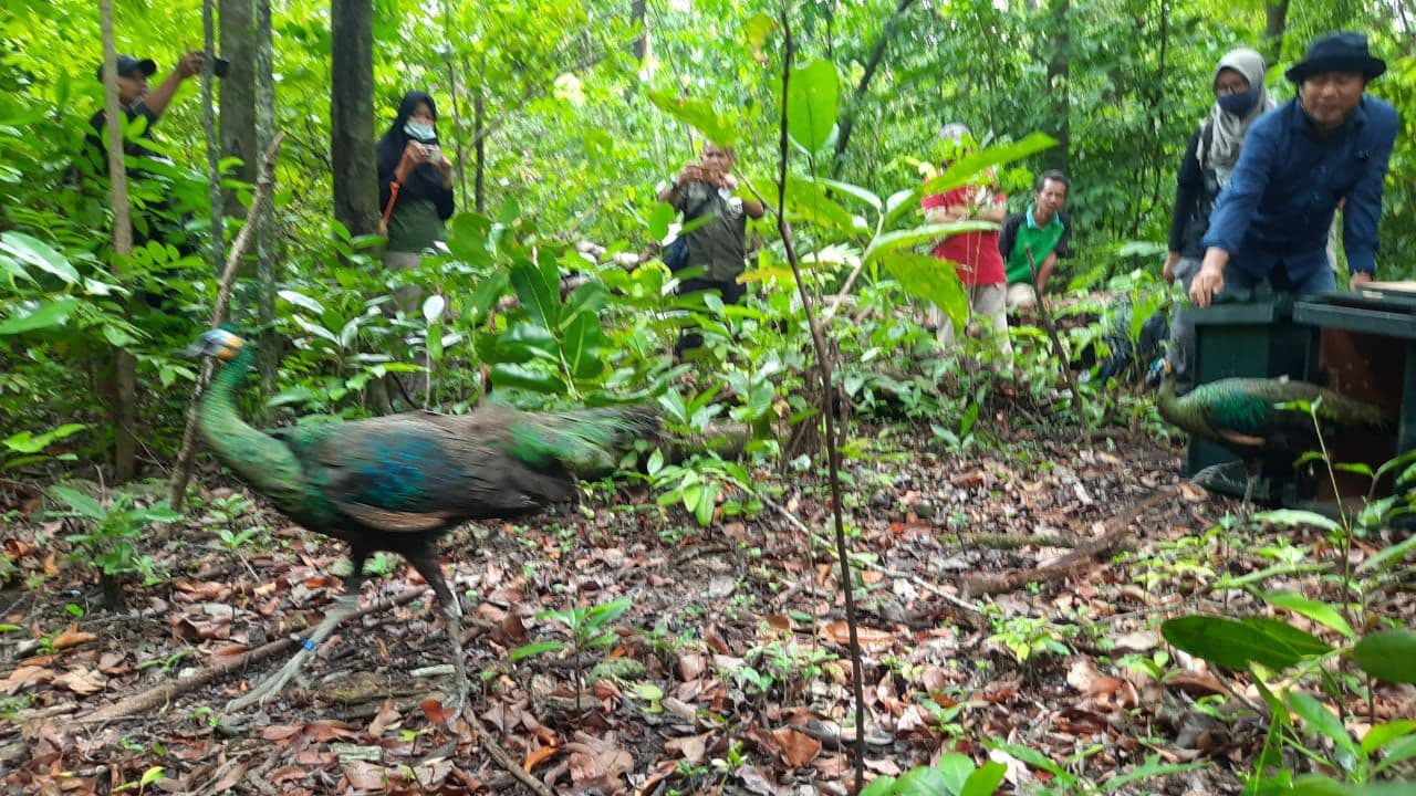 Merak Hijau dilepasliarkan kembali ke alam bebas di Pulau Handeuleum, Kawasan Konservasi Taman Nasio