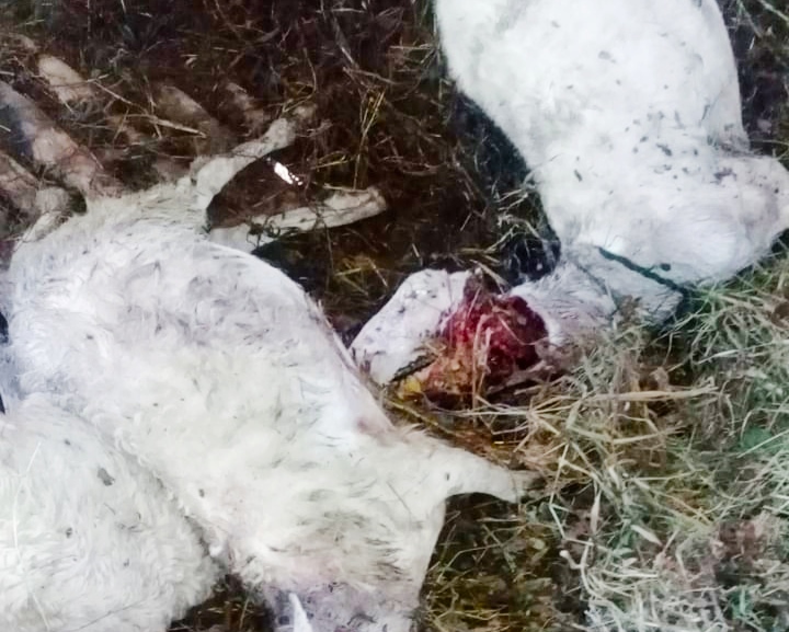 Bangkai kambing yang tewas misterius dihisap darahnya dengan luka gigitan dibagian leher, yang didug