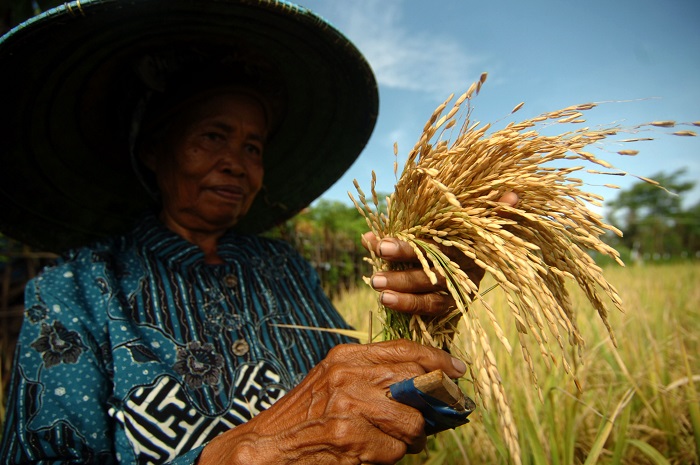 Petani memanen padi di areal persawahan Kelurahan Kaligangsa, Tegal, Jawa Tengah, Senin (22/3/2021).