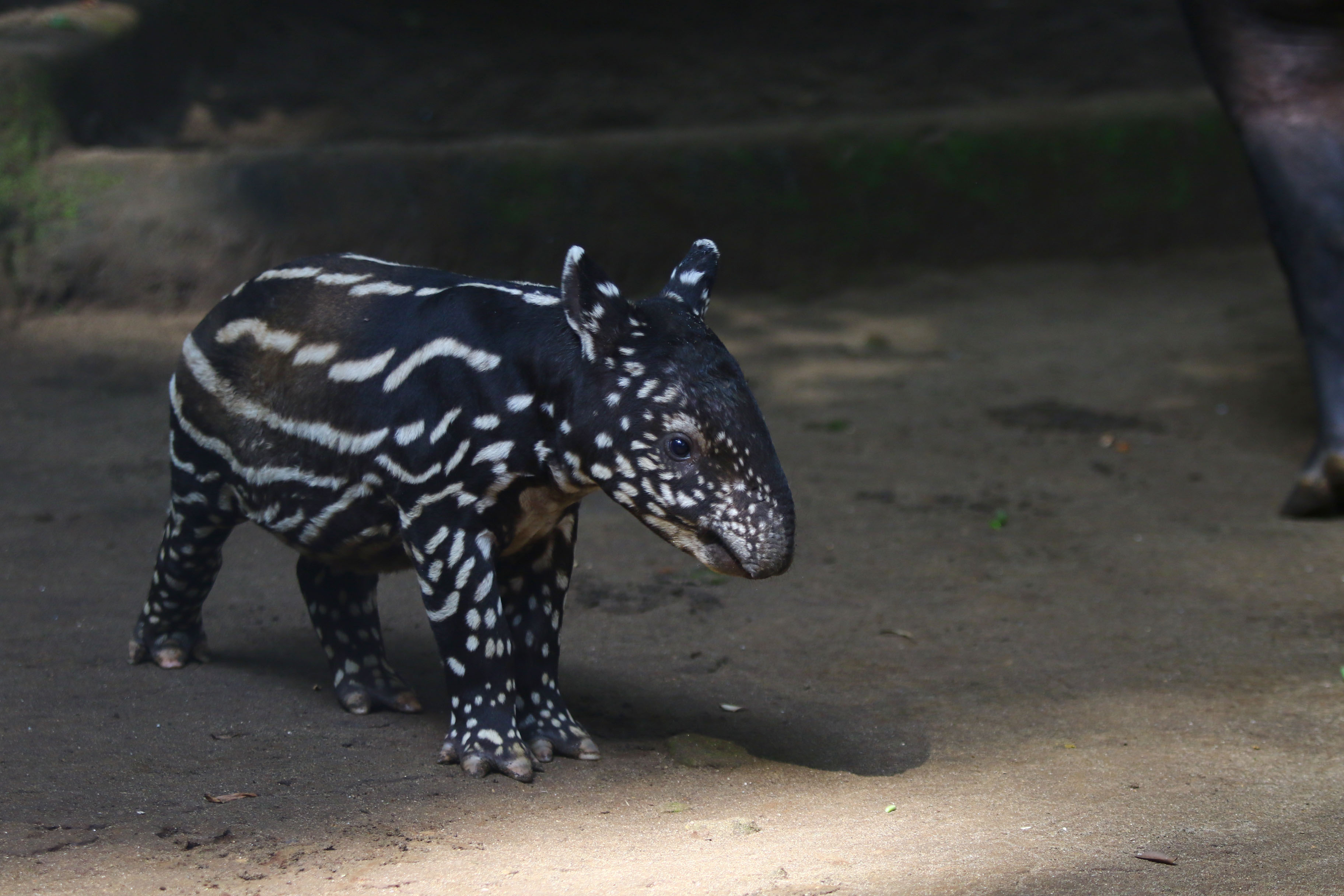 Seekor anak tapir bersama induknya di Bandung Zoological Garden (Bazooga) atau Kebun Binatang Bandun