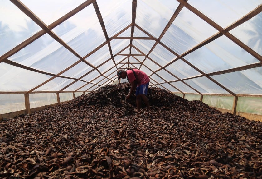 Pekerja mengumpulkan kopra kering yang dijemur di dalam green house di Desa Payahe, Kecamatan Oba, T