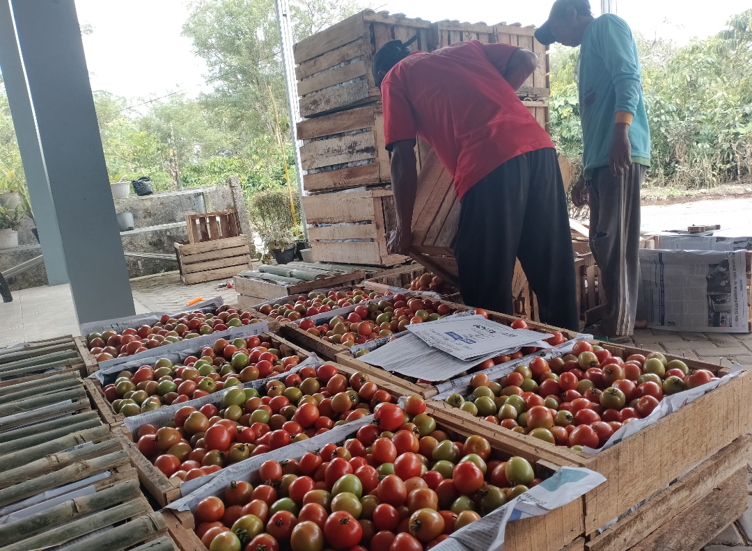 Harga tomat di Lampung Barat anjlok, hanya Rp1.000 per Kg. Harga itu dinilai masih jauh dari normal 