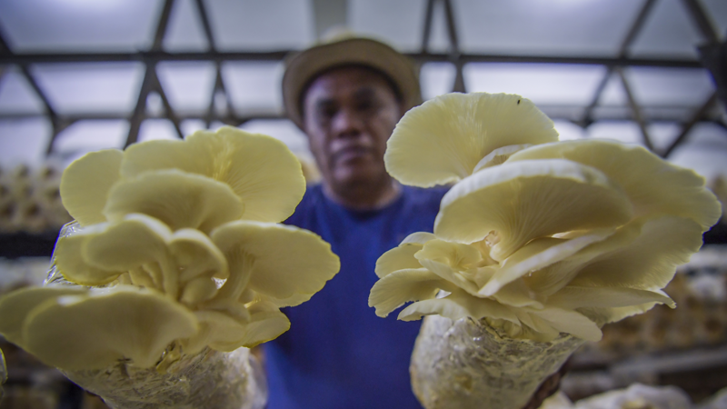 Buchari menunjukkan hasil budidaya jamur tiram. /Galih Pradipta/ANTARA FOTO