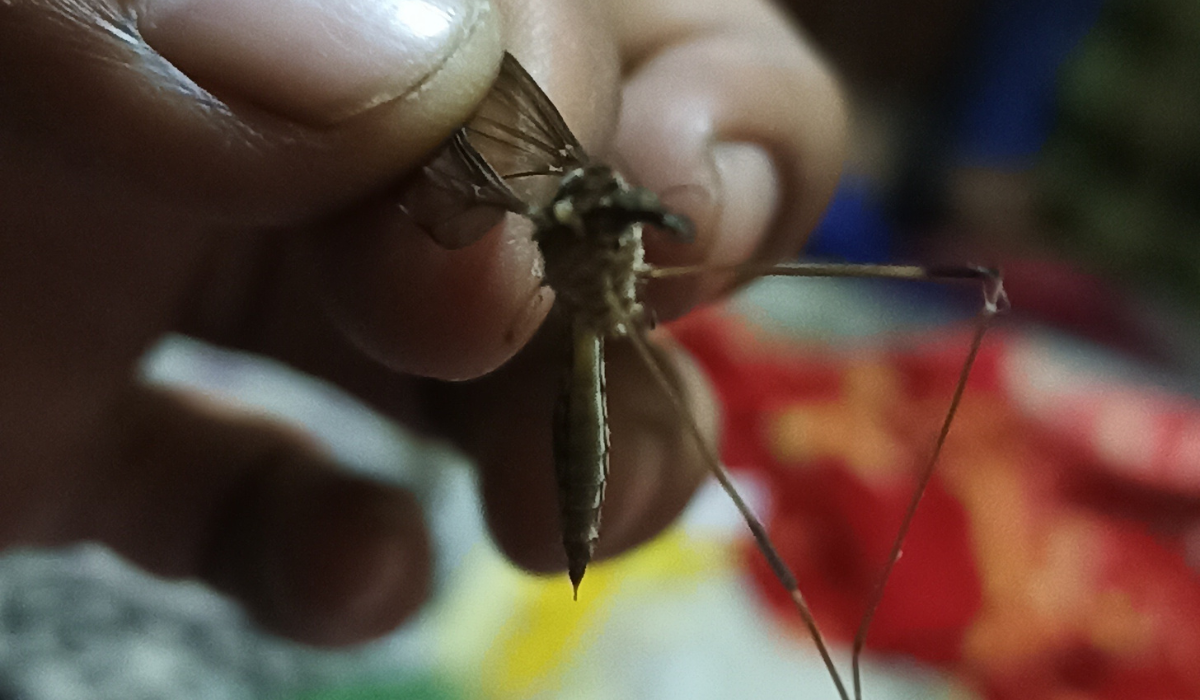 Serangga jenis nyamuk raksasa ditemukan di kaki gunung salak aceh