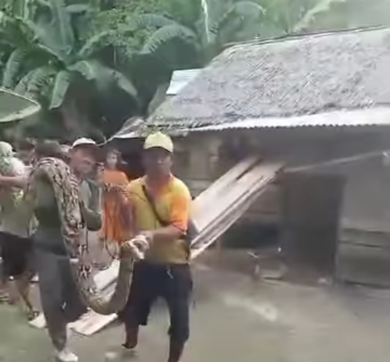 Warga dadakitan akhirnya membutuh ular sepanjang 5 meter setelah nyaris memangsa warga